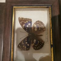 6 малки пана с истински пеперуди , снимка 3 - Други - 45145187