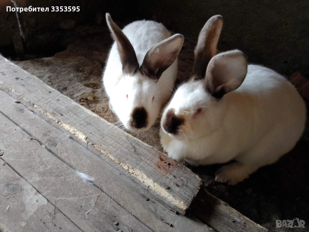 заици за разплод , снимка 1