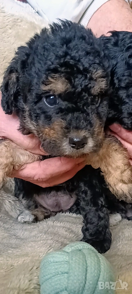 Продавам мини пудели, снимка 1