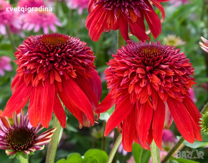 Echinacea purpurea 'Eccentric' (Ехинацея Ексцентрик), снимка 1