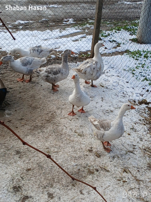 Продавам селски и лебедови гъски, снимка 1