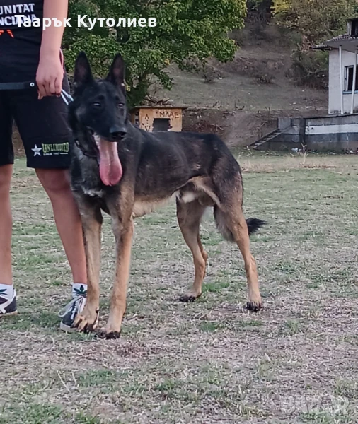 Елитна Белгийска овчарка , снимка 1