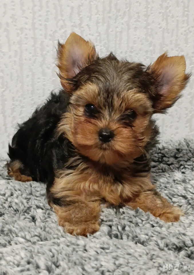 Мини йоркширски териер , снимка 1