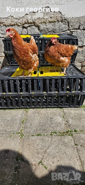 кокошки носачки ломан браун за яйца , снимка 1