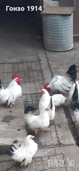 Чифтове шабо, снимка 1