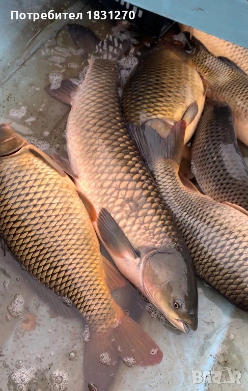 Жива риба доставка на място, снимка 1