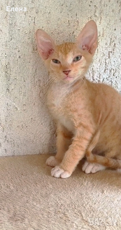 БРАШ с родословието на Донски сфинкс мъжки, снимка 1