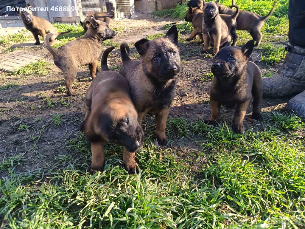 Продавам Белгийска овчарка „Малиноа“, снимка 1