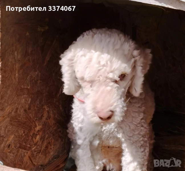 Кучета за трюфели , снимка 1