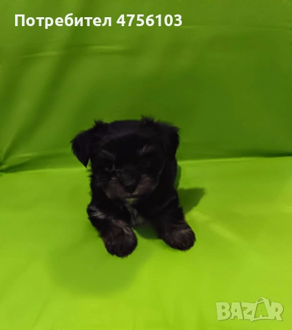 Продавам Йоркширски териерчета, снимка 5 - Йоркширски териер - 53725169