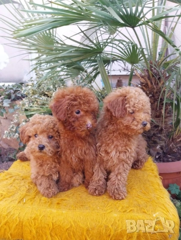 Той Пудел Мини Пудел, снимка 4 - Пудели - 52642530