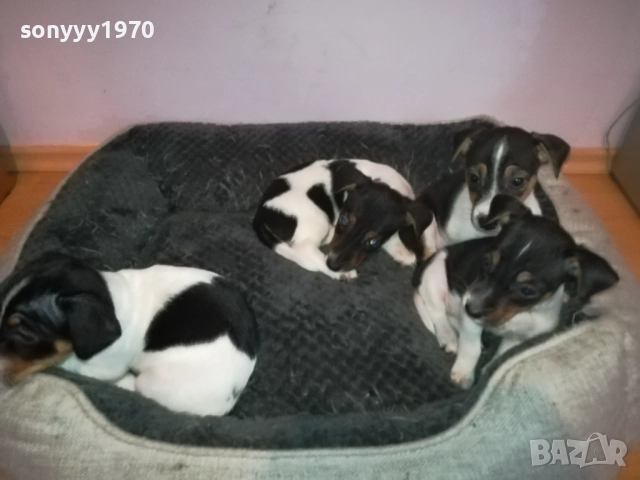 джак ръсел женски кутрета с паспорт и ваксина 1910251308, снимка 4 - Джак ръсел териер - 52105790