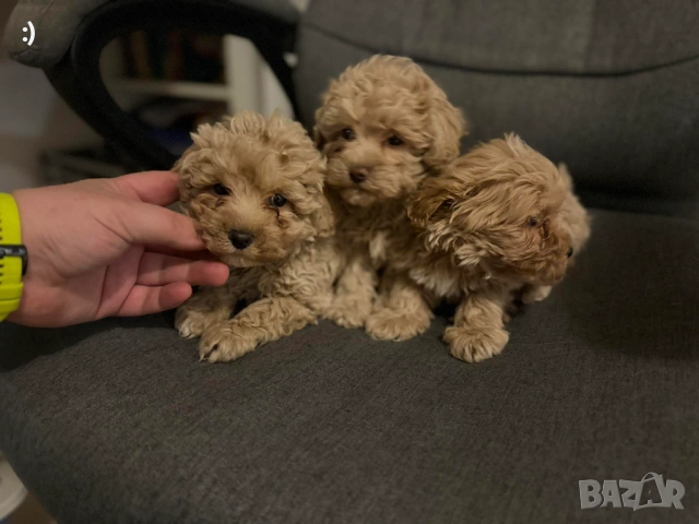 Малтипу Актуално от 23.01.2026, снимка 7 - Пудели - 53163764