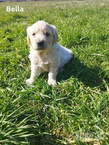 Голдън ретривър 