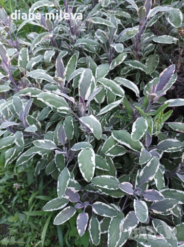 Шарена Салвия, Salvia officinalis, многогодишна, снимка 6 - Градински цветя и растения - 54010921