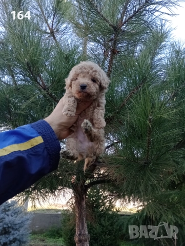 Мъжко Пуделче , снимка 4 - Пудели - 52666736