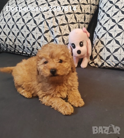 Малтипу , снимка 11 - Пудели - 53143511