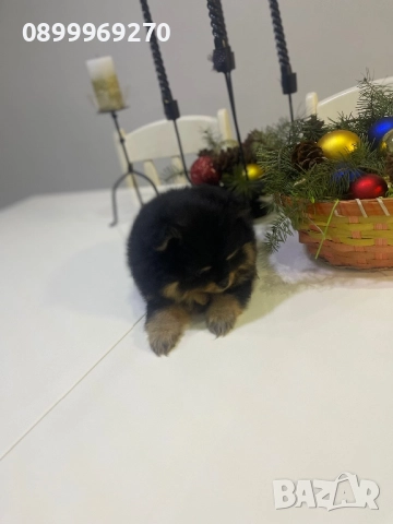 ПРОДАВАМ ПОМЕРАНЧЕТА, снимка 4 - Померан - 52582193