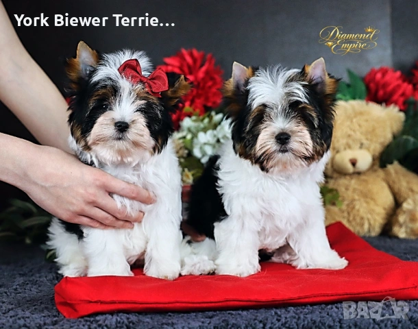 Йоркширски Териер, момчета и момичета с родословие! Доставка 