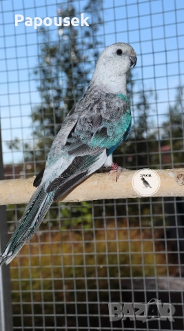 ПОЙНИ ПАПАГАЛИ , снимка 3 - Папагали - 52979206