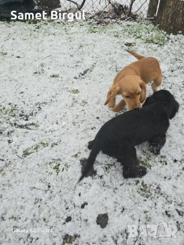 Jivotno, снимка 2 - Кокер шпаньол - 52920920