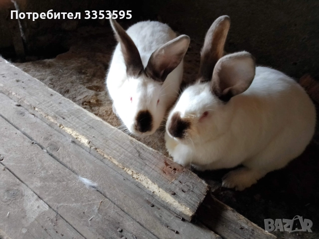 заици за разплод 