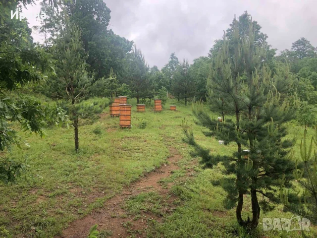 Къща, пчелин и двор с големи дървета, снимка 2 - Парцели - 51394109