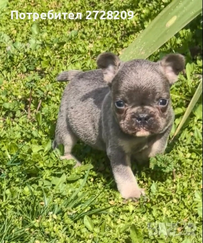 Френски булдог Блу Тан/French Bulldog Blue Tan , снимка 8 - Френски булдог - 53684413