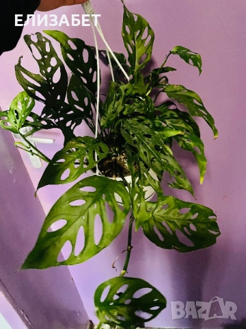 Monstera