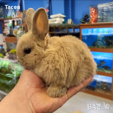 Декоративни зайчета