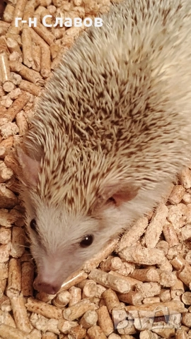 Африканско Таралежче с оборудване и храна. , снимка 11 - Таралеж - 54201276