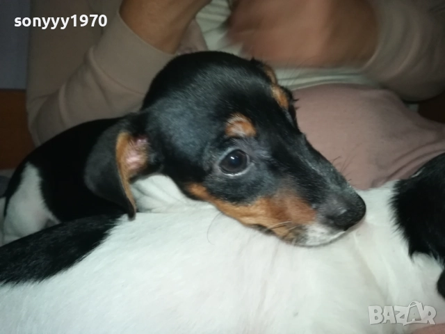 ФИНАЛНА ПРОДАЖБА-ПОСЛЕДЕН ДЖАК РЪСЕЛ-СЛАДКА ДАМА 3010251451, снимка 4 - Джак ръсел териер - 52235740