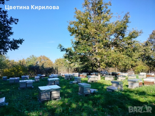 Много вкусен и полезен пчелен мед от природата, снимка 2 - Пчелни продукти - 47686581