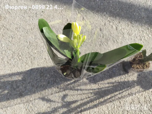 Киливия - Жълта, снимка 7 - Разсади - 49936153