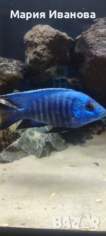 Африкански цихлиди Малави , снимка 3 - Рибки - 52950295