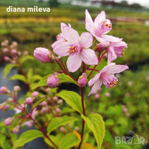 Дойция, Deutzia hybrida 'Mont Rose', снимка 8 - Градински цветя и растения - 42798741