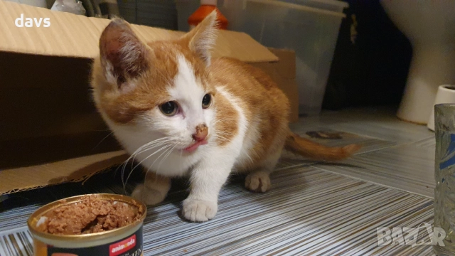 Намерено - Рижаво мъниче спешно търси дом, снимка 5 - Изгубени/намерени - 52807597