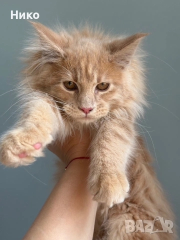 Мейн кун котенца / Мейн куун котенца / Maine coon kittens, снимка 2 - Мейн кун - 50068719