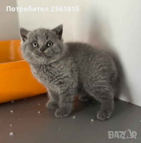 Чистокръвно мъжко синьо британче, снимка 3 - Британска късокосместа - 51088371