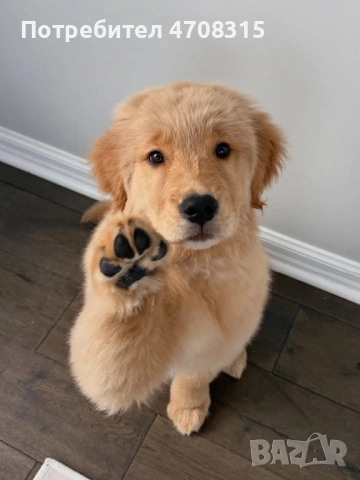 Голдън ретривър момче родословен баща, снимка 2 - Голдън ретривър - 53384772