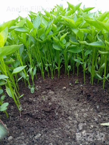 Продавам разсад за Пипер, Домати и Краставици , снимка 8 - Разсади - 53025953