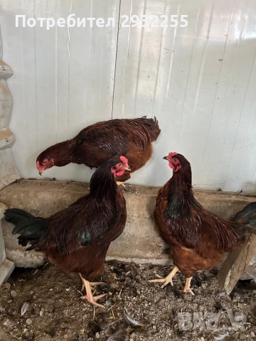 Петлетата Ексел , снимка 2 - Кокошки и пуйки - 52544593