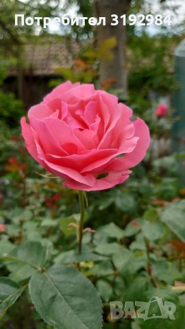 Рози, снимка 1 - Градински цветя и растения - 45479639