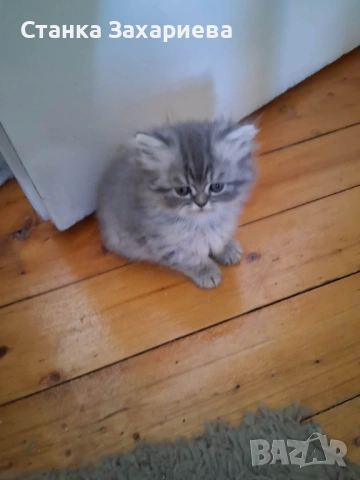 Персийски котенца , снимка 2 - Персийска - 54142958