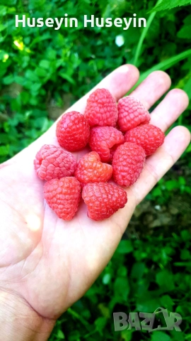 Расад Малини и Къпини без бодли, снимка 4 - Разсади - 52165658