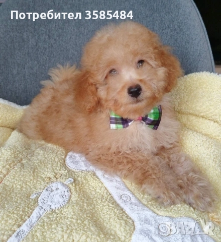 Мини пудел/Mini poodle , снимка 3 - Пудели - 53883552