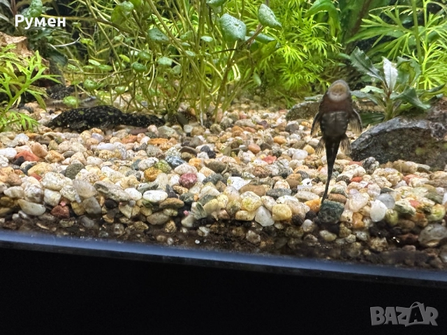 продавам обикновени анцитруси, снимка 3 - Рибки - 52859792