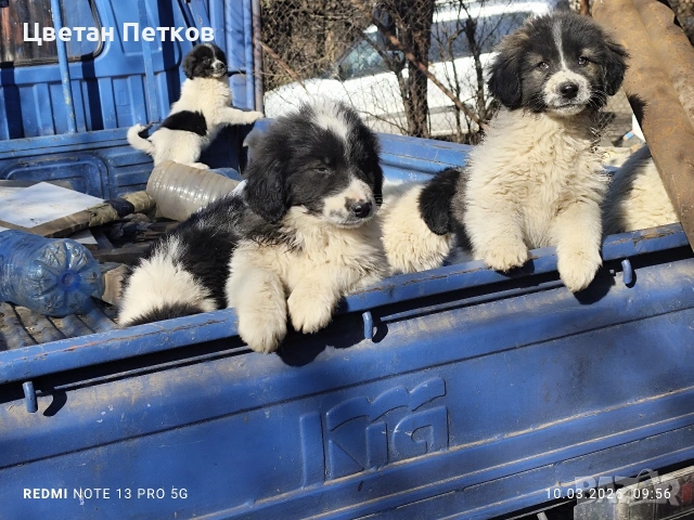 Каракачанки , снимка 3 - Каракачанска овчарка - 53824782