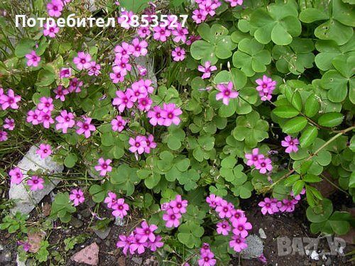 Детелина /Оксалис Микс розова и бяла, снимка 5 - Градински цветя и растения - 45492721