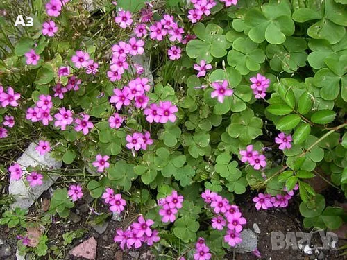 Продавам цветя Детелина Оксалис – 5 бр големи саксии, снимка 4 - Разсади - 49995561